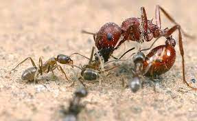 Ant Control Service – ₹999 (Single Service)