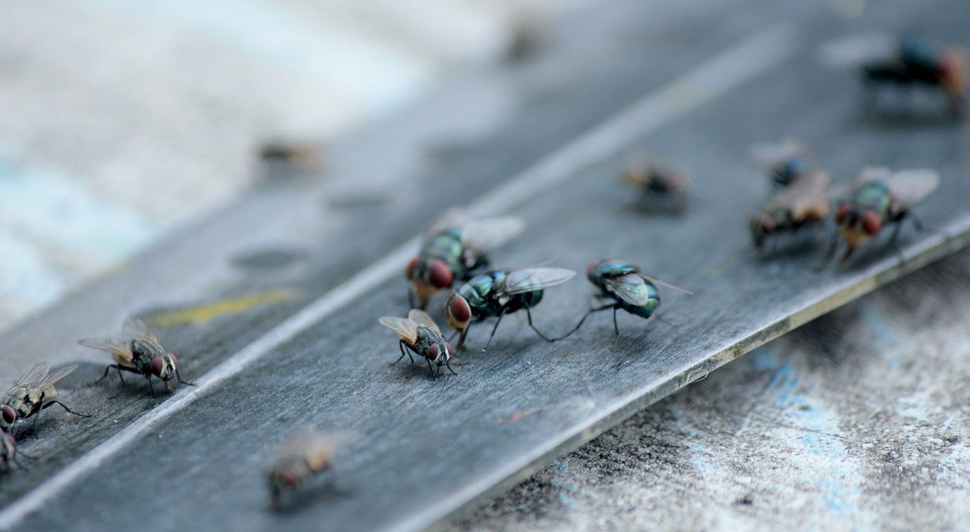 Flies Control Service – ₹1,500 (Single Service)