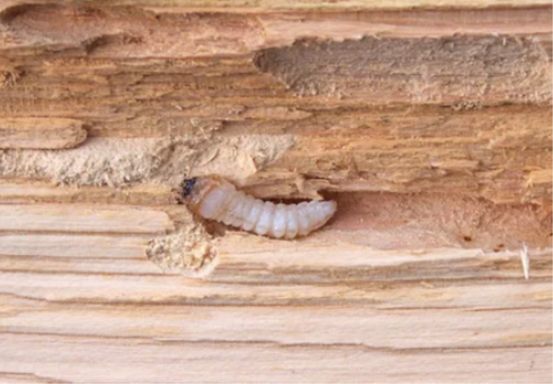 Wood Borer Treatment – ₹2,200 (Single Service)