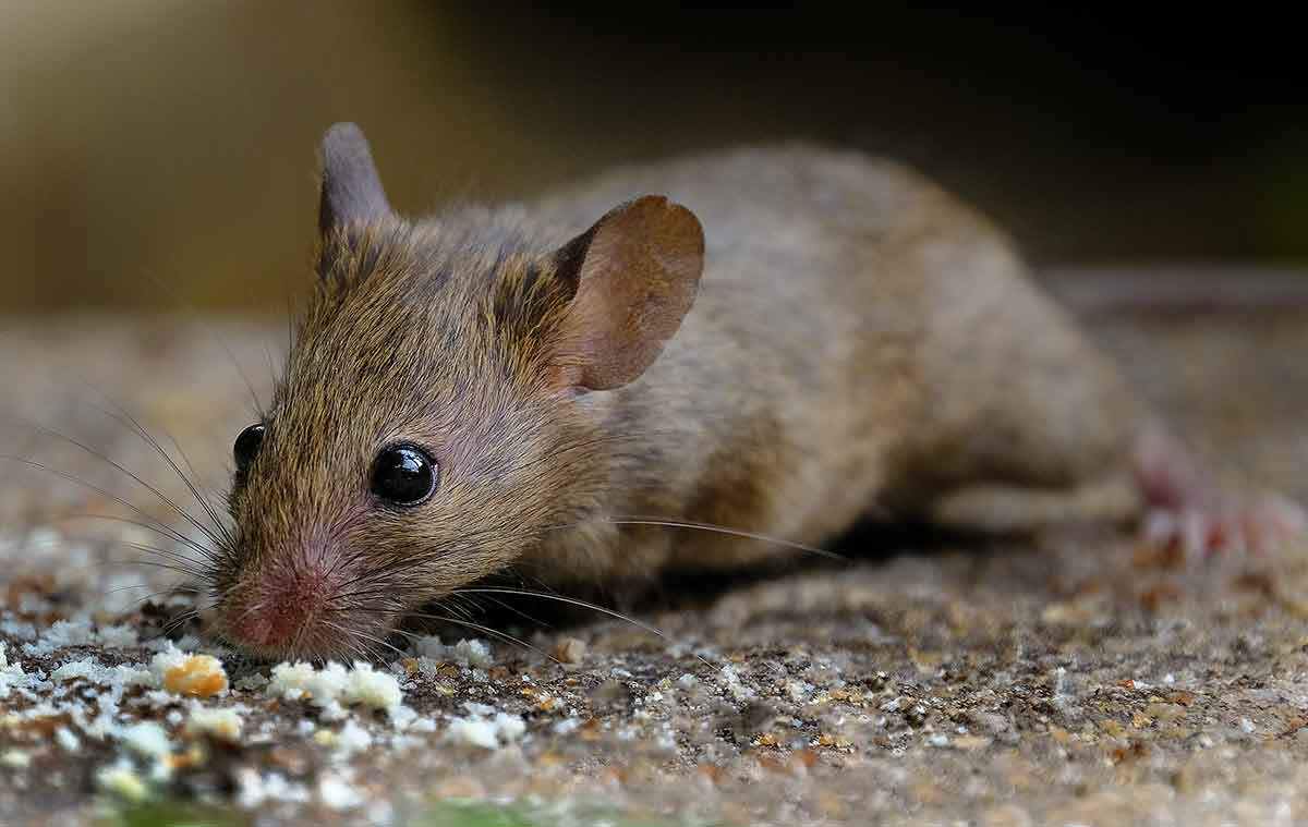 Rodent Control – ₹2,100 (Valid for 3 Months)