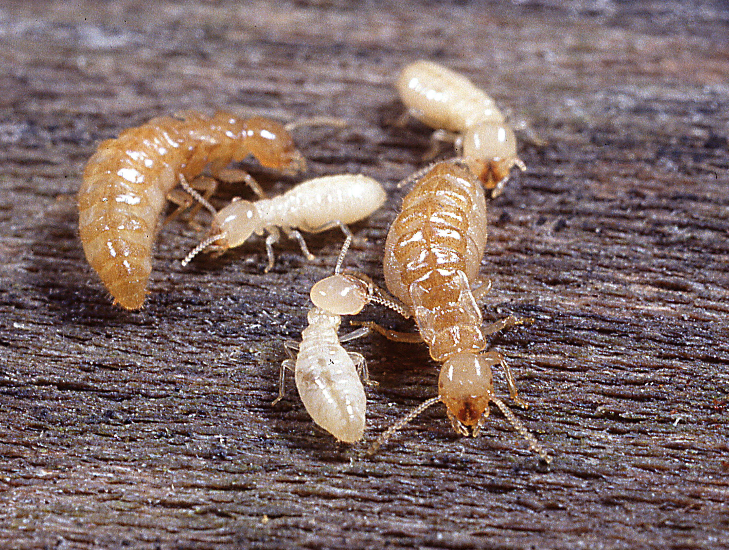 Termite Treatment – $10 & $6 per sq.ft. (Final price after inspection)