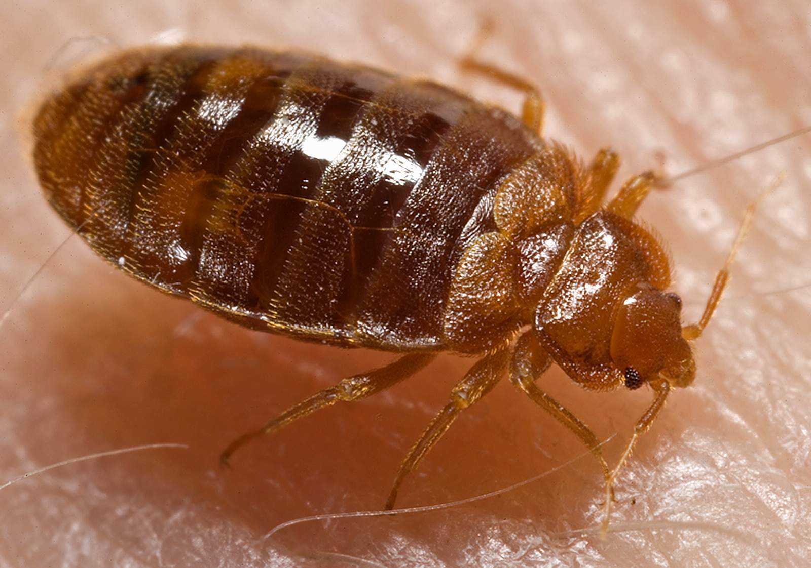 Bed Bug Treatment – ₹2,500 (Up to 500 sq.ft.)